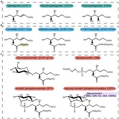 Functions of Sphingolipids in Pathogenesis During Host–Pathogen Interactions